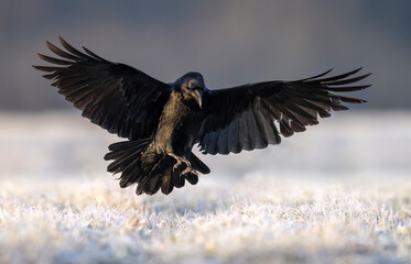 Raven bird ( Corvus corax ) close up