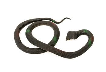 Fake snake toy. Simulation cobra made of rubber are used to for game or prank people and decorate scenes isolated on white background.