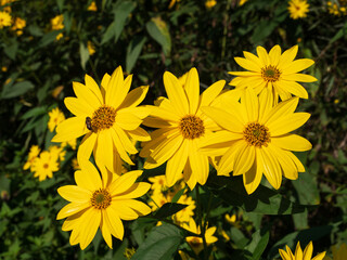 Fototapeta premium Bees collect nectar and pollen from flowers.
