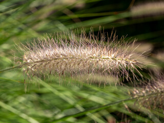 Very elegant ornamental grass forming dense bunches. It blooms with striking sand-beige spikes from...