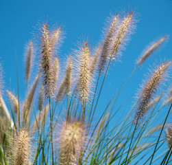 Very elegant ornamental grass forming dense bunches. It blooms with striking sand-beige spikes from...