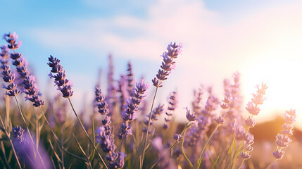 Fototapeta premium Garden lavender background wallpaper poster PPT