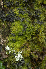 Multiple variety of lichen on the trunk of a tree, close up. - obrazy, fototapety, plakaty