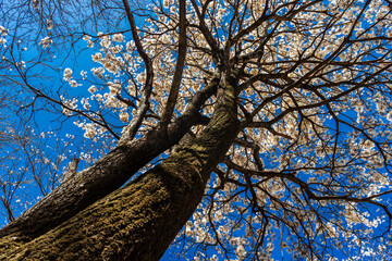 Ipes white tree flowering grove in the municipality of Marilia