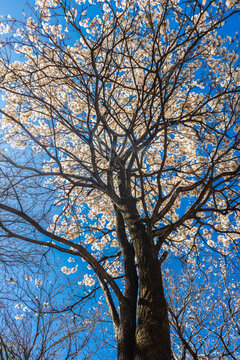 Ipes white tree flowering grove in the municipality of Marilia