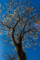 Ipes white tree flowering grove in the municipality of Marilia
