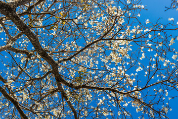 Ipes white tree flowering grove in the municipality of Marilia