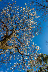 Ipes white tree flowering grove in the municipality of Marilia