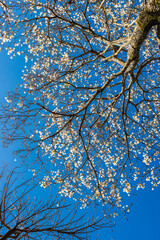 Ipes white tree flowering grove in the municipality of Marilia