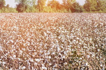 Organic Cotton plant growing at the field. Cotton flower on a field in sunny weather.