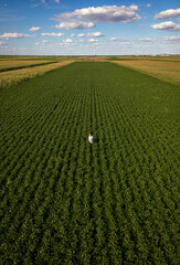 Aerial view of senior farmer in green soybean field examining crop.