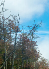 Big tall trees landscape, tierra del fuego, argentina