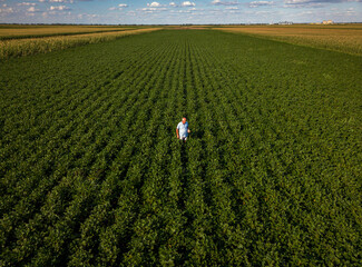 Aerial view of senior farmer in green soybean field examining crop.