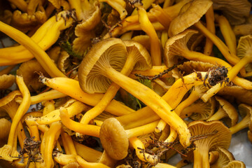 Freshly picked, uncleaned Yellowfoot mushrooms, close up.