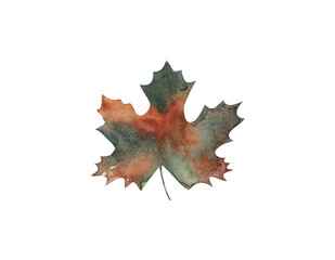 Fototapeta premium Maple yellow-green leaf, watercolor illustration on white background, autumn leaf yellow-brown.