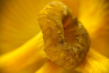 Macro shot of the cap of young Yellowfoot mushroom (Craterellus tubaeformis)