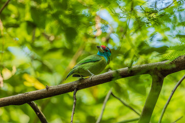 Blue-throated barbet (Psilopogon asiaticus) at Lion Safari Park, Rabindra Sarovar, Kolkata, India.