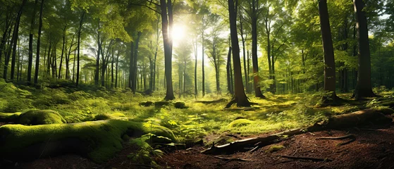 Foto op Aluminium Beautiful forest panorama with large trees and bright sun, wide angle lens. © Santy Hong