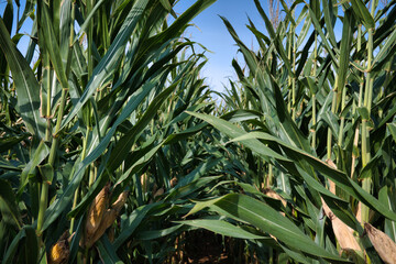 corn plants in a crop