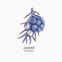 Hand drawn juniper illustration. Juniper vector drawing . Organic essential oil engraved style sketch. Beauty and spa, cosmetic ingredient. Vintage illustration for logo, label, packaging.