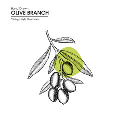 Hand drawn olive branch. Vector vintage botanical illustration of olive branch. Vector black ink hand drawn olive twig illustration. New olive branch illustration drawing.