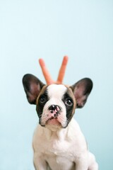 french bulldog puppy on white - obrazy, fototapety, plakaty
