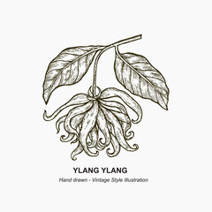 Hand drawn ylang ylang branch. New ylang ylang branch illustration templete. Vintage illustration for logo, label, packaging.