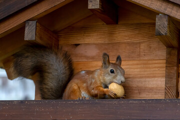 A cute red squirrel eats walnuts in a wooden feeder. Wild animals, care for the environment.