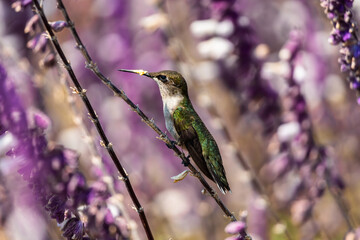 Hummingbird pollinating lavenders at rest © Dan Plata