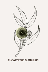 Hand drawn illustration of Eucalyptus globulus branch. Eucalyptus globulus branch illustration for logo and packaging design. Drawing of Eucalyptus globulus branches in vintage style.