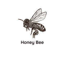 Honey bee hand drawn illustration. Vintage style honey bee illustration for logo, packaging.
