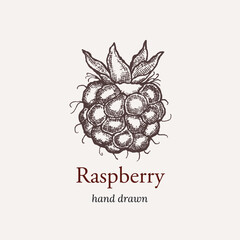 Raspberry illustration hand drawn vintage style. Vintage illustration of raspberry for logo design, label, packaging.