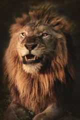 Gordijnen portrait of a lion © Carlo