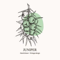 Hand drawn vector illustration juniper berries. Juniper berries logo template. juniper berries sketch. vector illustration of juniper berries. For menu, recipe, packaging, wrapping paper, logos