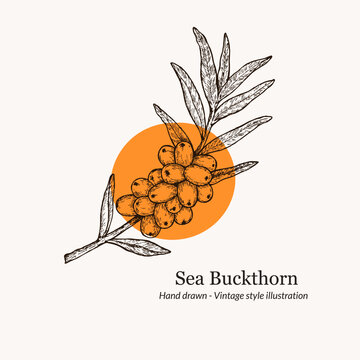 Hand drawn vector illustration sea buckthorn. sea buckthorn sketch. sea buckthorn logo template. For menu, recipe, packaging, wrapping paper, logos
