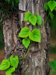 Vine leaves growing around trees in the forest
