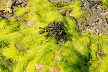 Algue verte, Ulva armoricana