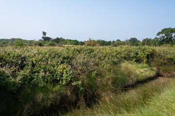 Rufus fruticosus, Roncier, Mure, Polder de Sébastopol , Réserve naturelle, Ile de Noirmoutier,...