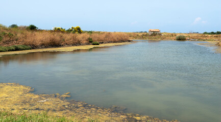 Obraz premium Ruppia maritima, Limu , ruppie, marais salants , île de Noirmoutier, 85, Vendée, France