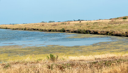 Ruppia maritima, Limu , ruppie, marais salants , île de Noirmoutier, 85, Vendée, France