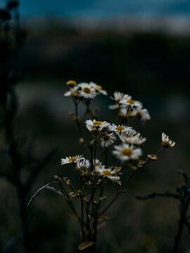 Chamomiles in the fields 1
