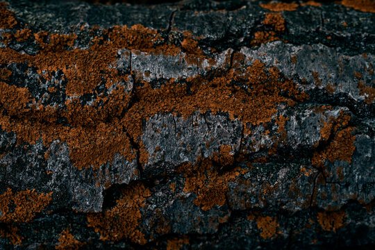 Bark textures with moss