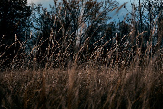 Grass on the meadow