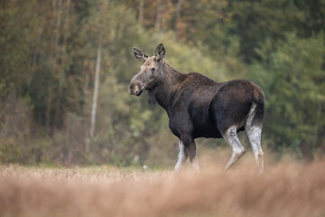 Naklejka na ściany i meble Mammals female Elk Moose ( Alces alces ) with cub North part of Poland, Europe