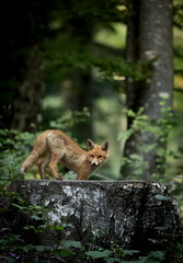 fox on a log in the forest