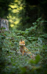 little fox in the forest
