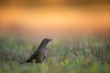 male Blackbird Turdus merula on the forest puddle amazing warm light sunset sundown