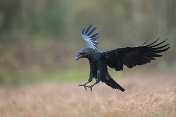 Bird beautiful raven Corvus corax North Poland Europe