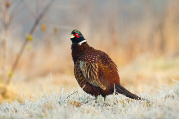 Bird Common pheasant Phasianus colchius Ring-necked pheasant in natural habitat