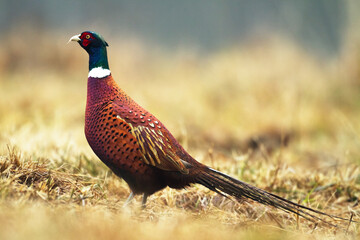 Bird Common pheasant Phasianus colchius Ring-necked pheasant in natural habitat